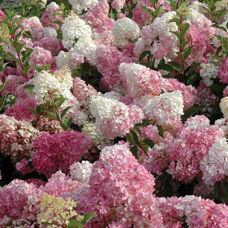 Vanilla Strawberry® Panicle Hydrangea - Image 4