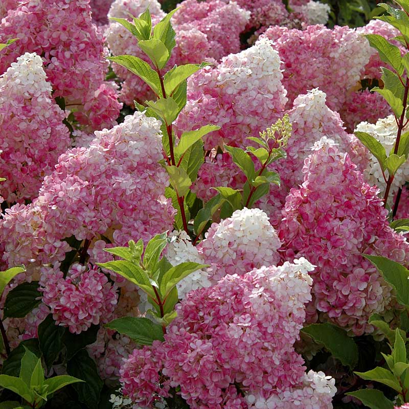 Vanilla Strawberry® Panicle Hydrangea - Image 5