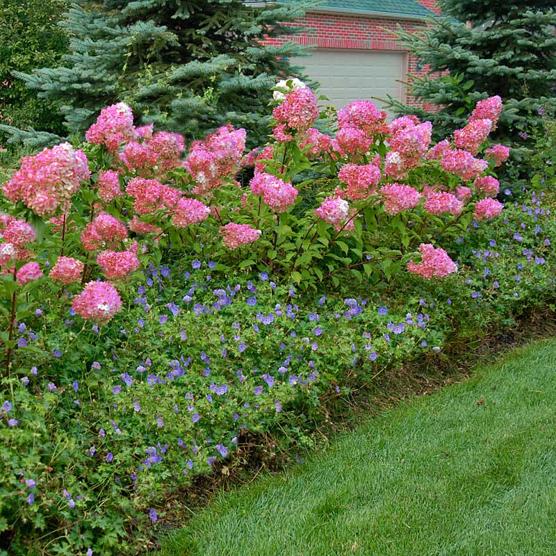 Vanilla Strawberry® Panicle Hydrangea - Image 6
