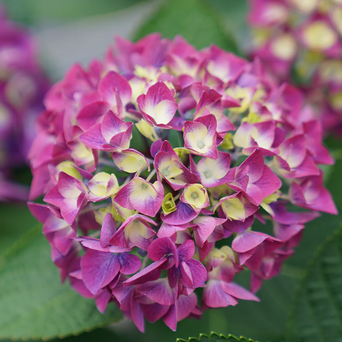 Wee Bit Giddy® Bigleaf Hydrangea - Image 3