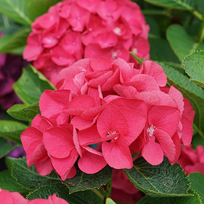 Wee Bit Giddy® Bigleaf Hydrangea - Image 4