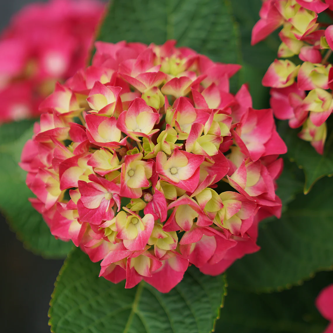 Wee Bit Giddy® Bigleaf Hydrangea - Image 5