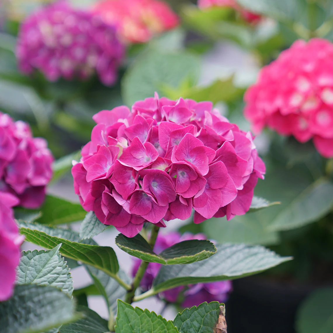 Wee Bit Giddy® Bigleaf Hydrangea - Image 6