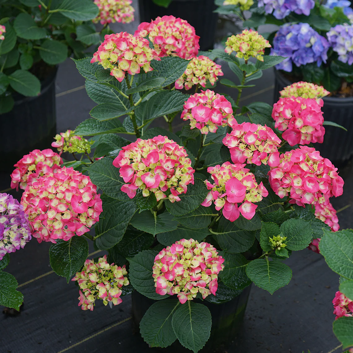 Wee Bit Giddy® Bigleaf Hydrangea - Image 7