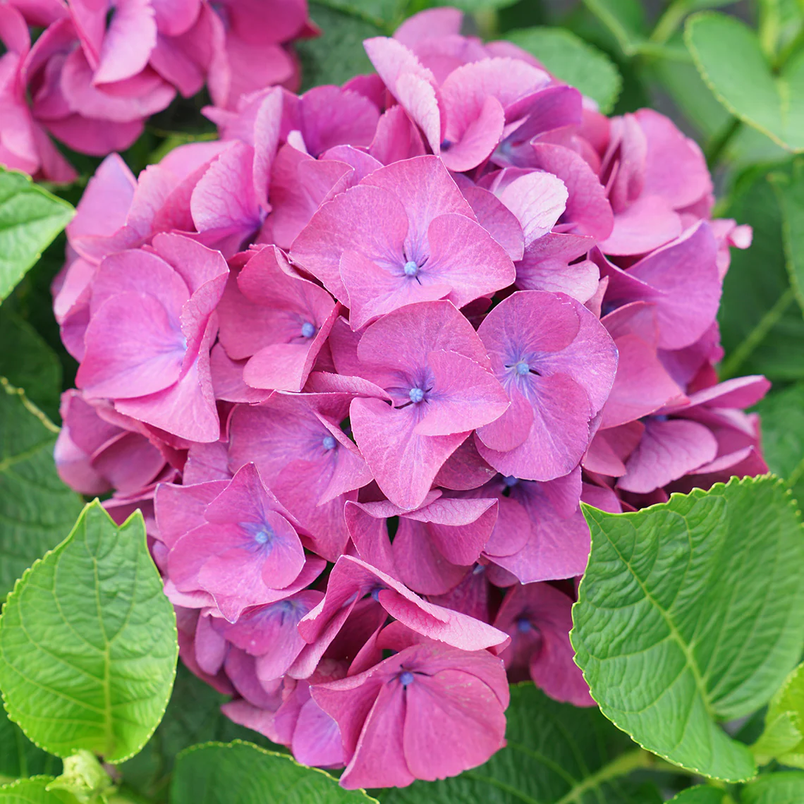 Wee Bit Giddy® Bigleaf Hydrangea - Image 8