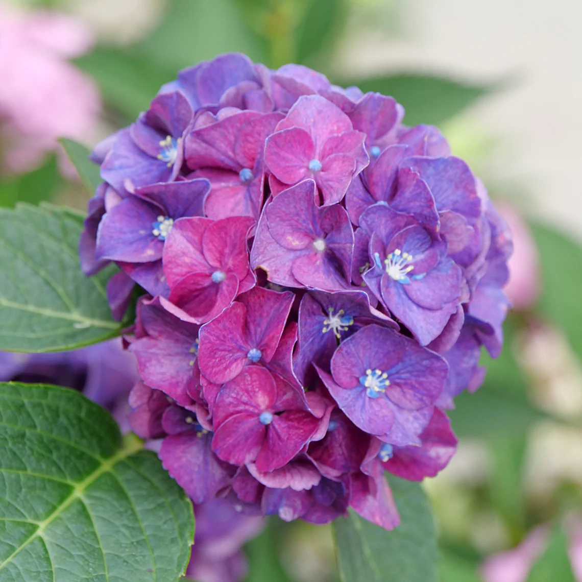 Wee Bit Grumpy® Bigleaf Hydrangea - Image 3