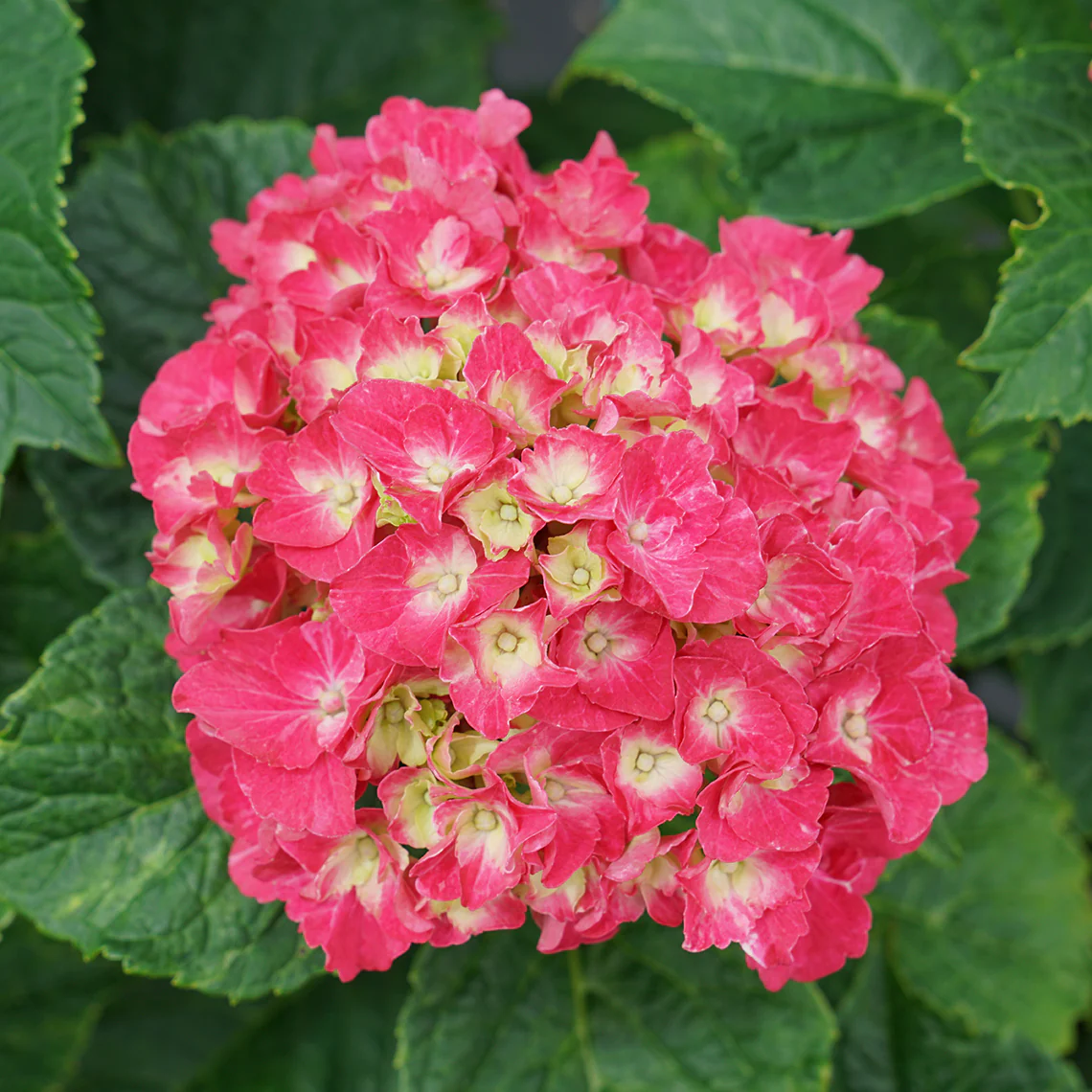 Wee Bit Grumpy® Bigleaf Hydrangea - Image 4