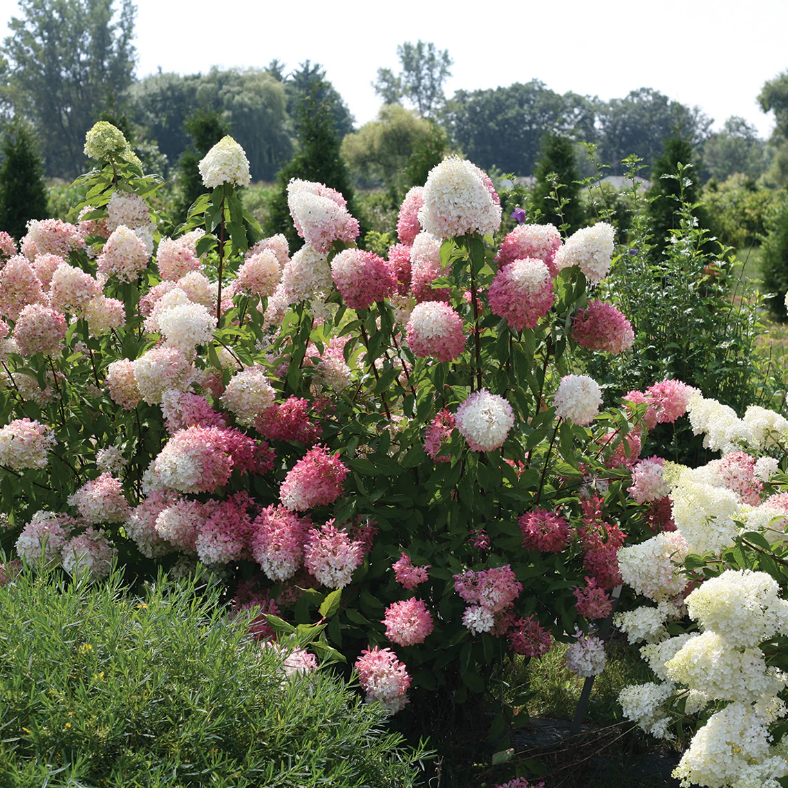 Zinfin Doll® Panicle Hydrangea - DISCONTINUED - Image 3