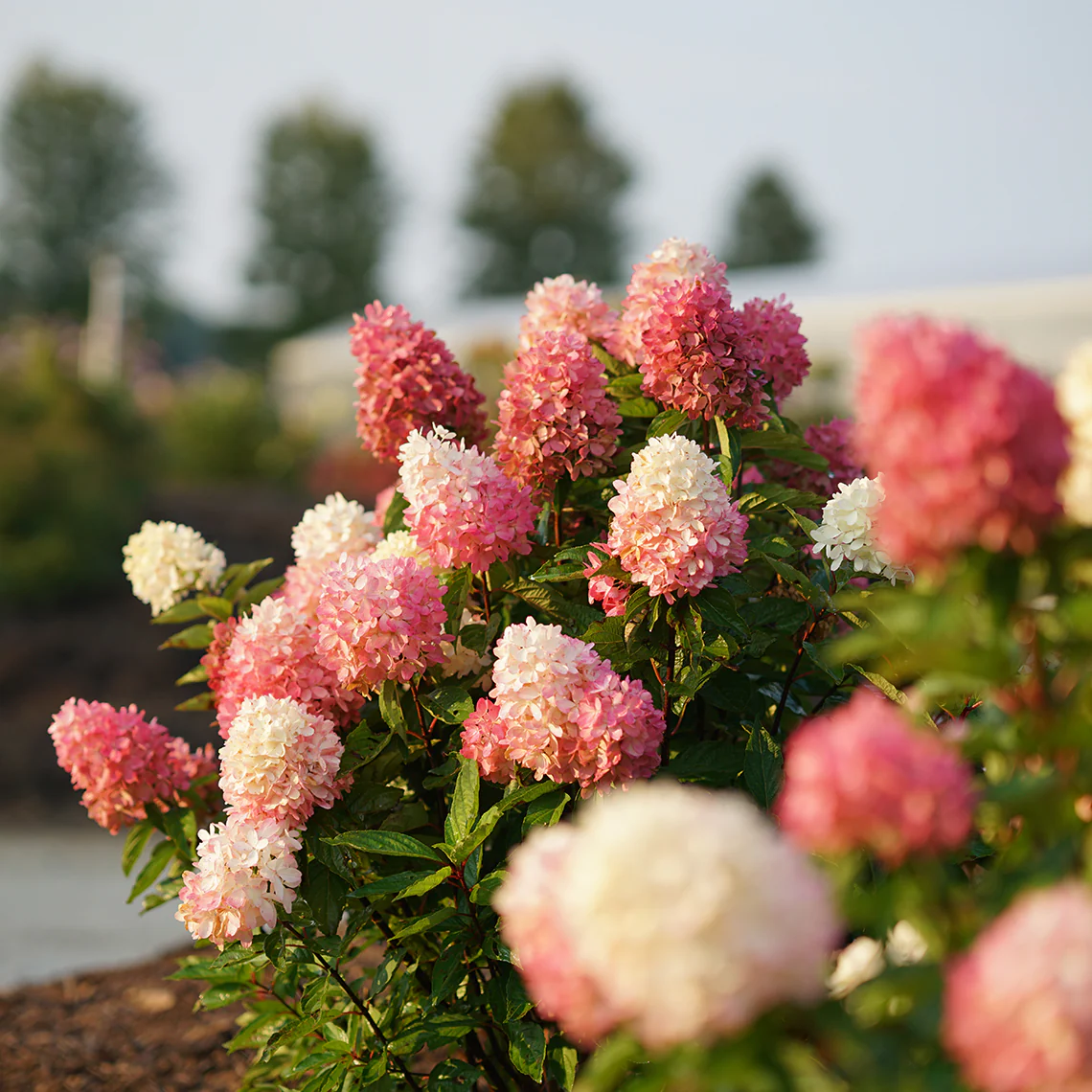 Zinfin Doll® Panicle Hydrangea - DISCONTINUED - Image 4